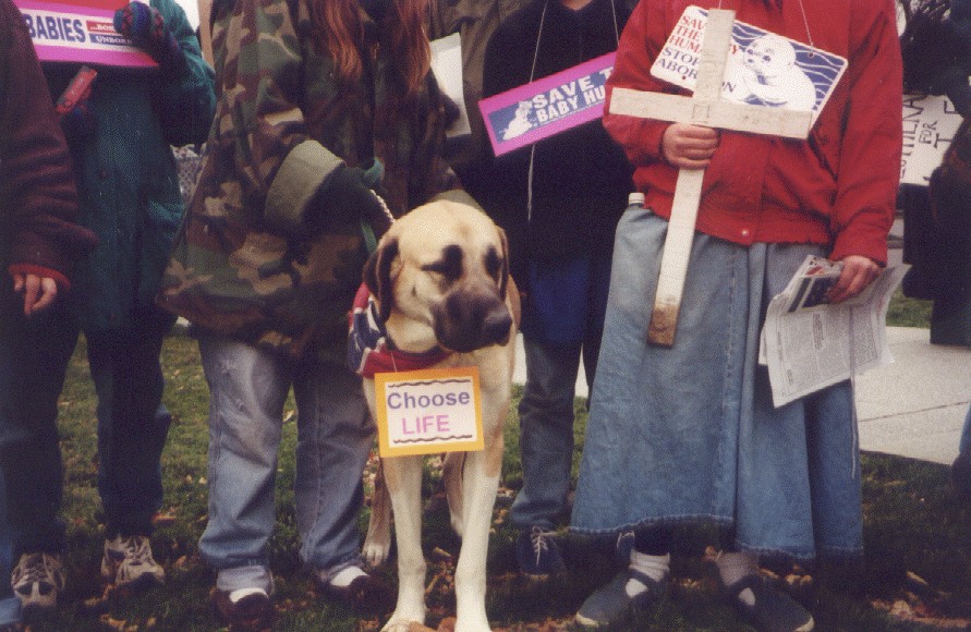 Canine